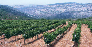 toc_israeli_wines