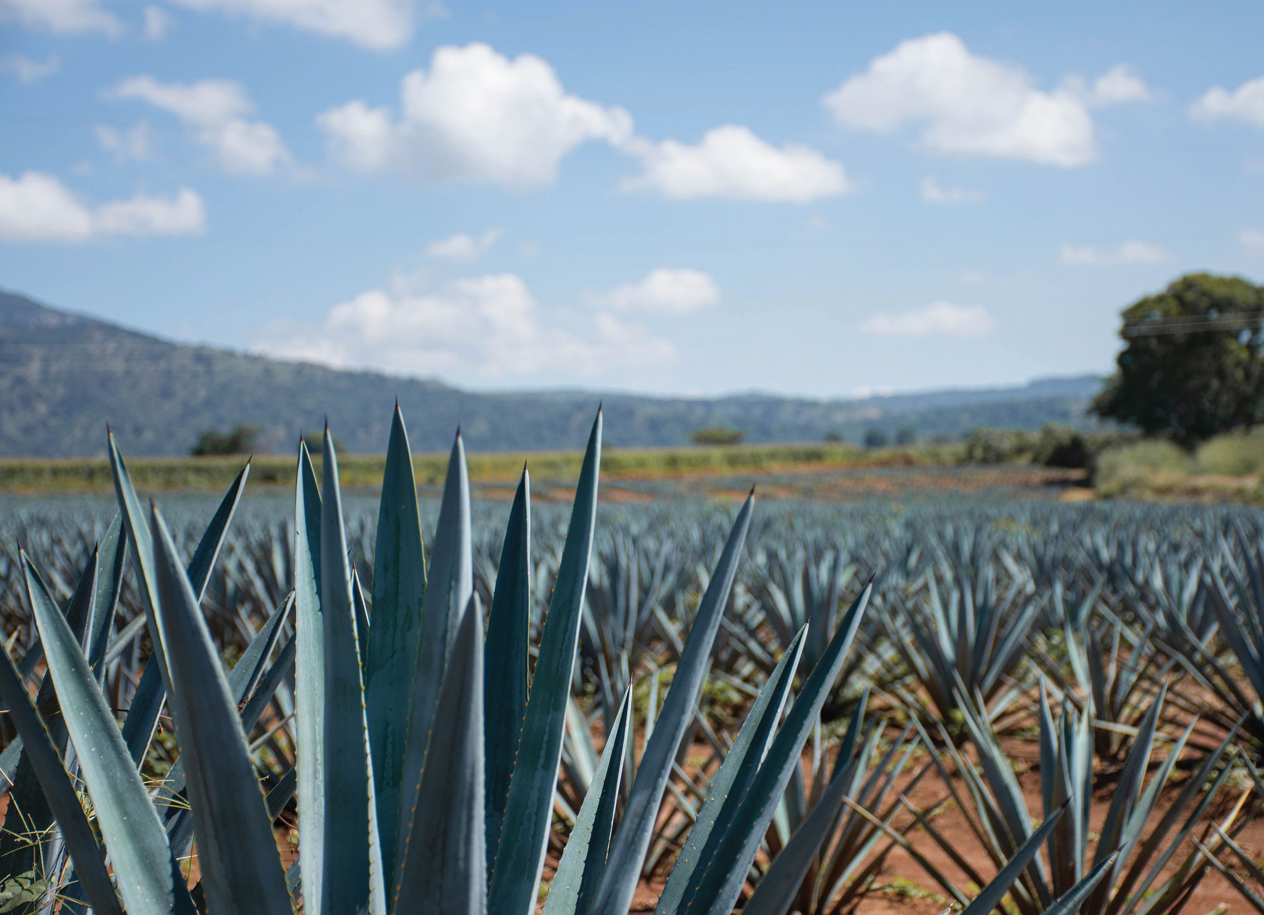 Agave Upheaval: A Struggle for Small Producers