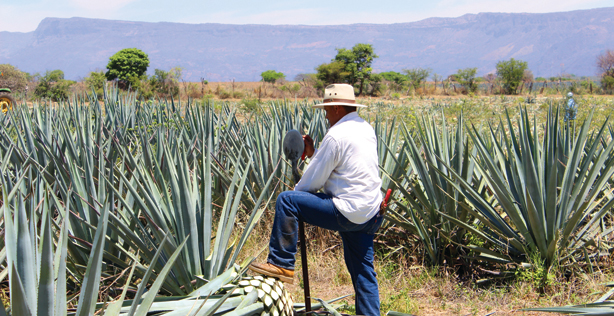 April Cover Story: Back to Basics, Tequila 101