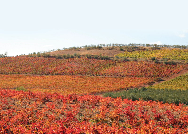 Wine Region Focus: Spain’s Cariñena