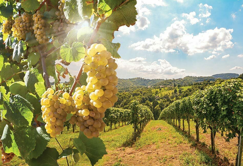 Guest Column: Finding New White Wine Treasures in Italy